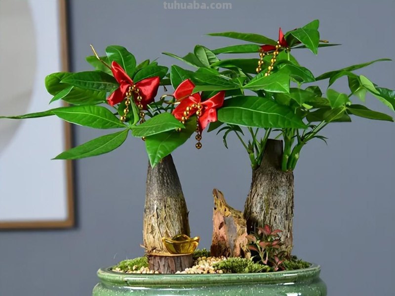 养发财树，记住“6要点”，天天翠绿茂盛、芽点多长势好