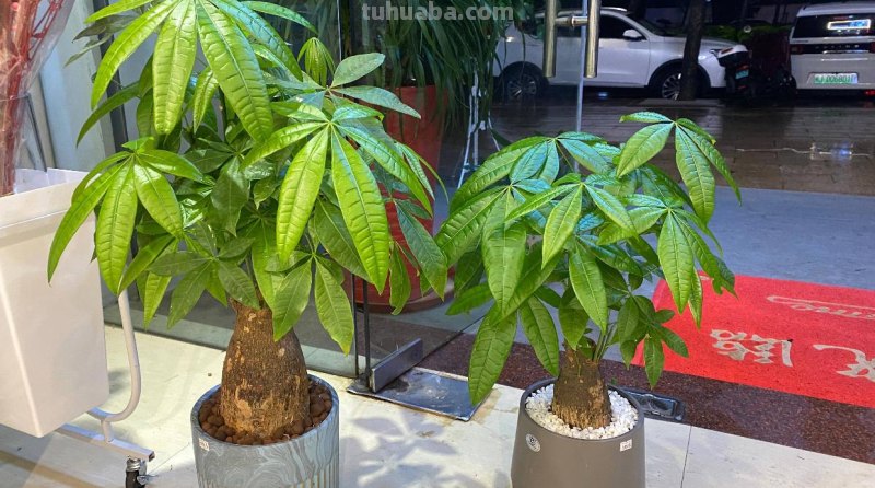 养发财树，记住“6要点”，天天翠绿茂盛、芽点多长势好