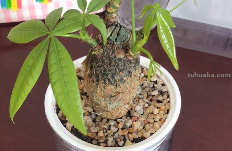 养发财树，记住“6要点”，天天翠绿茂盛、芽点多长势好