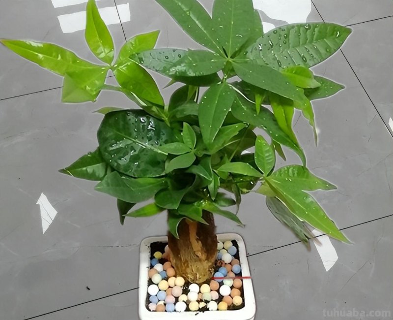 养发财树，记住“6要点”，天天翠绿茂盛、芽点多长势好