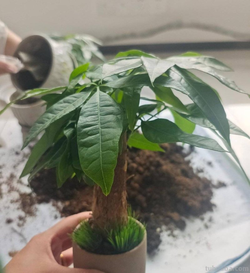 养发财树，记住“6要点”，天天翠绿茂盛、芽点多长势好
