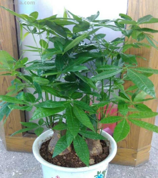 养发财树，记住“6要点”，天天翠绿茂盛、芽点多长势好