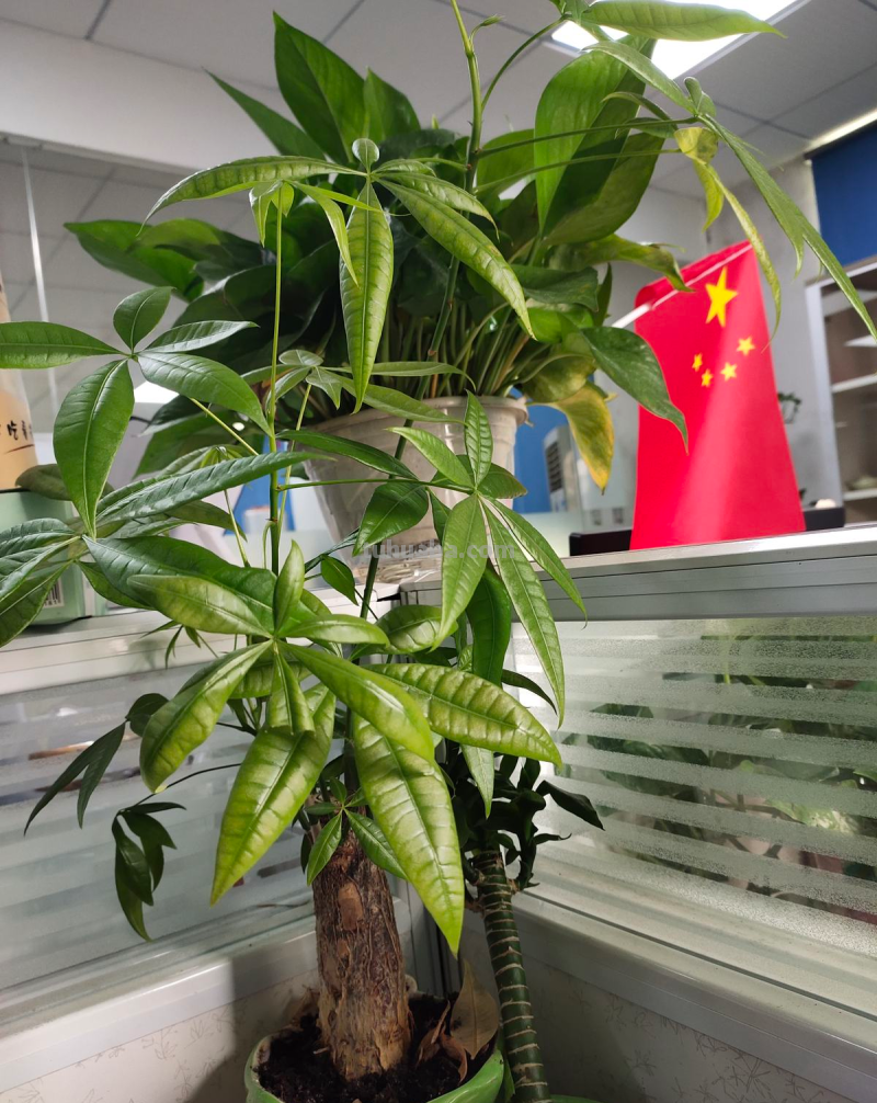 “客厅见树家业稳固”，记住4个口诀，发财树“根壮叶绿”很简单