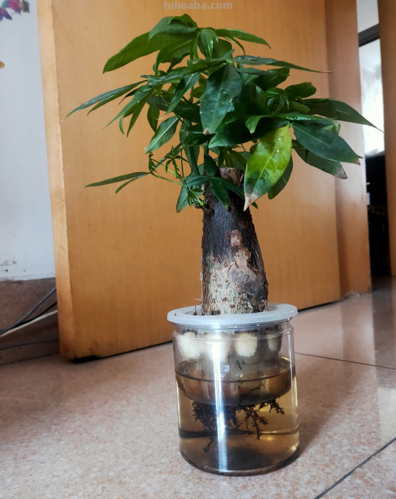 “客厅见树家业稳固”，记住4个口诀，发财树“根壮叶绿”很简单