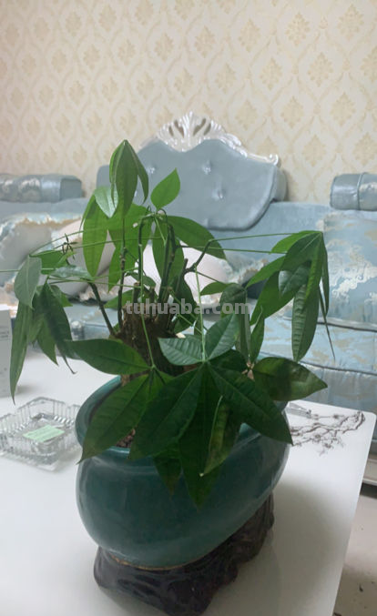 “客厅见树家业稳固”，记住4个口诀，发财树“根壮叶绿”很简单