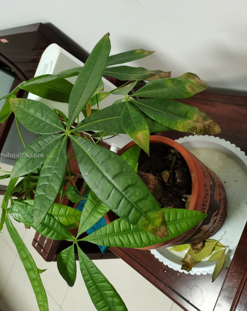 “客厅见树家业稳固”，记住4个口诀，发财树“根壮叶绿”很简单