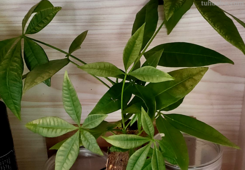 “客厅见树家业稳固”，记住4个口诀，发财树“根壮叶绿”很简单