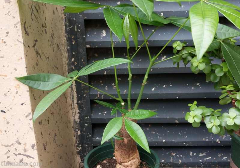 “客厅见树家业稳固”，记住4个口诀，发财树“根壮叶绿”很简单