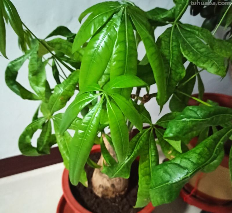 “客厅见树家业稳固”，记住4个口诀，发财树“根壮叶绿”很简单
