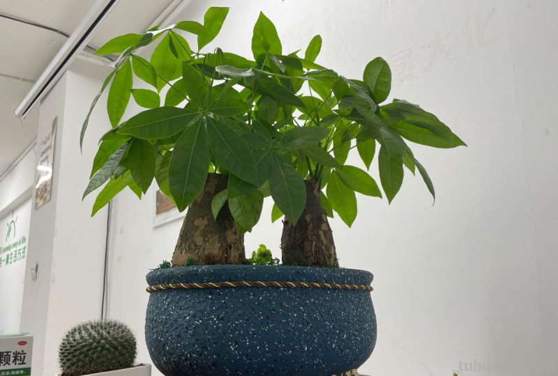 冬天养护发财树，3个小妙招学不会，烂根黑腐没商量