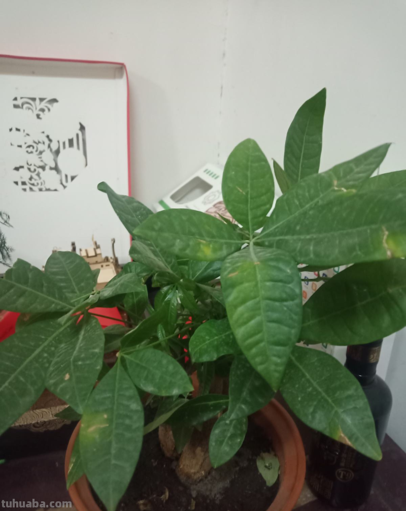 冬天养护发财树，3个小妙招学不会，烂根黑腐没商量