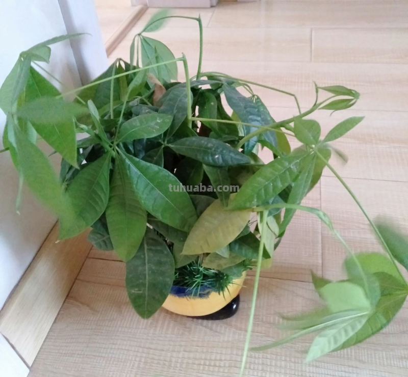 冬天养护发财树，3个小妙招学不会，烂根黑腐没商量