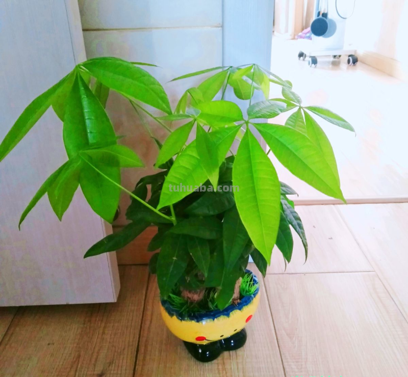 冬天养护发财树，3个小妙招学不会，烂根黑腐没商量