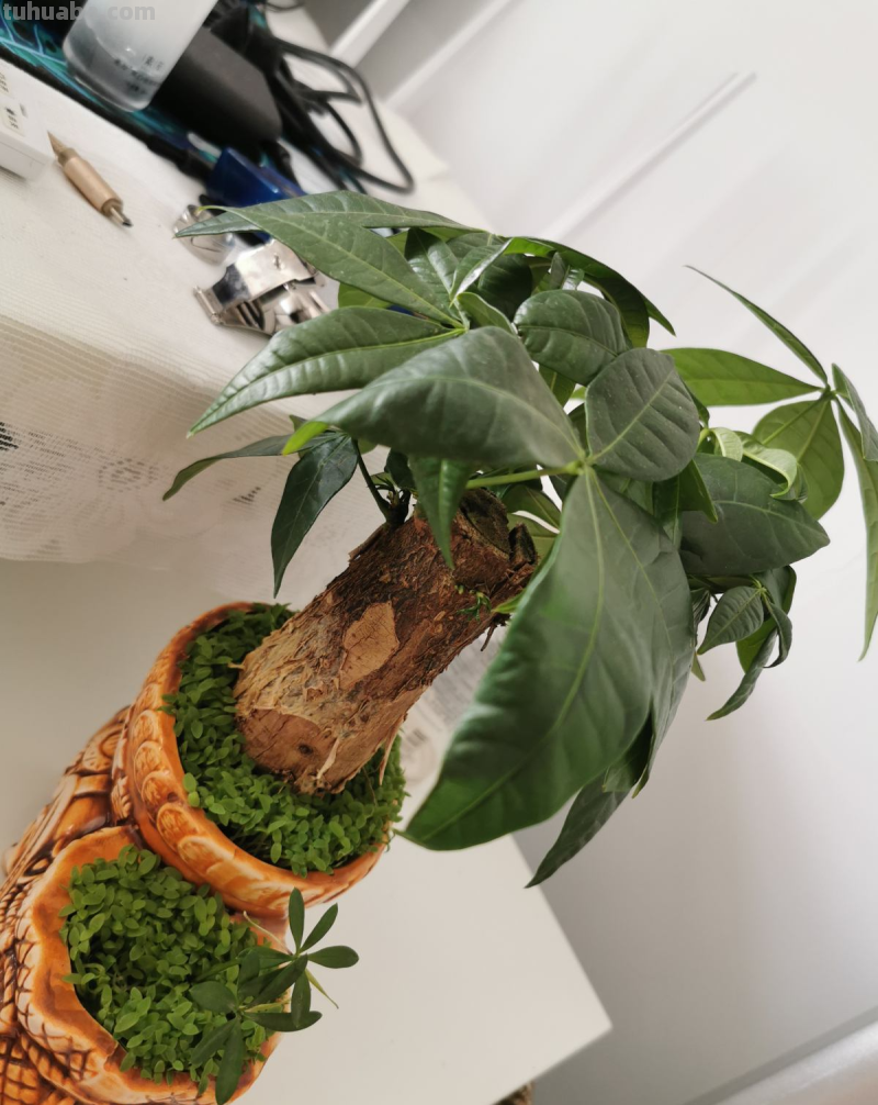 冬天养护发财树，3个小妙招学不会，烂根黑腐没商量