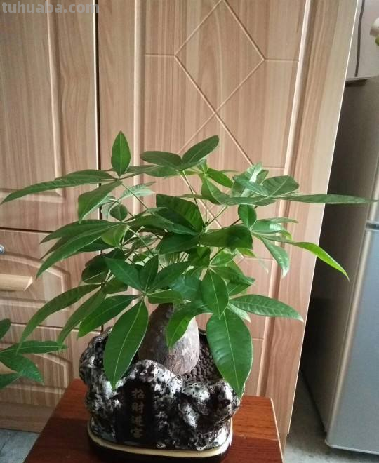 冬天养护发财树，3个小妙招学不会，烂根黑腐没商量