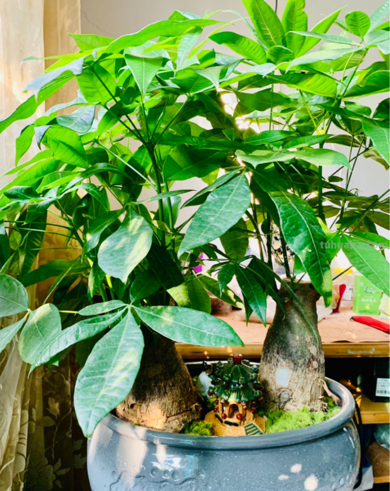 冬天养护发财树，3个小妙招学不会，烂根黑腐没商量