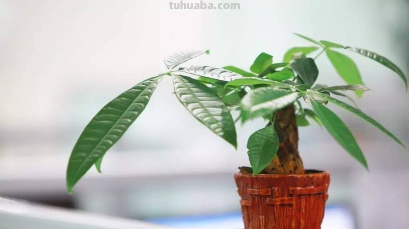 发财树养护大集锦，学会再也养不死了！