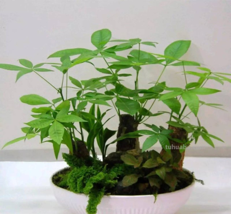 发财树养护大集锦，学会再也养不死了！