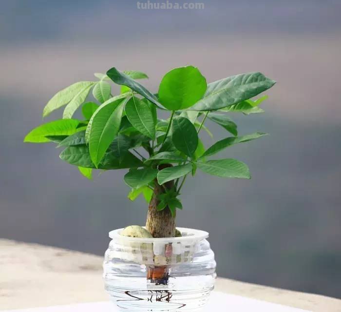 发财树养护大集锦，学会再也养不死了！