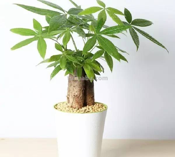 发财树养护大集锦，学会再也养不死了！