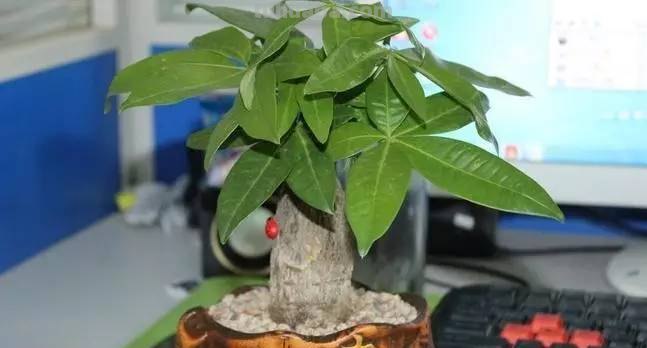 发财树养护大集锦，学会再也养不死了！