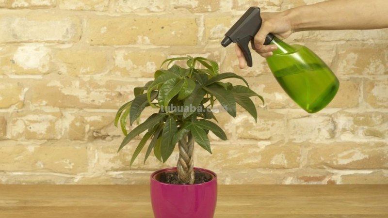 发财树养护大集锦，学会再也养不死了！