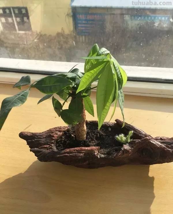 发财树养护大集锦，学会再也养不死了！