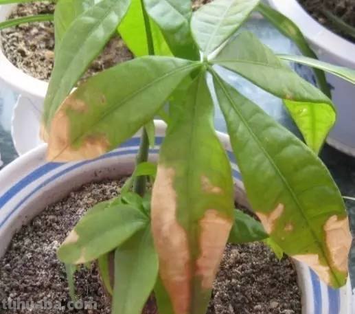 发财树养护大集锦，学会再也养不死了！