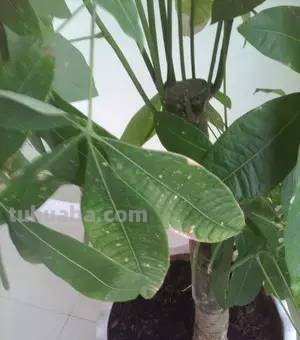 发财树养护大集锦，学会再也养不死了！