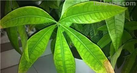 发财树养护大集锦，学会再也养不死了！
