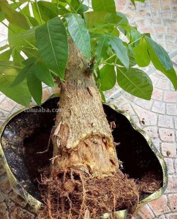 发财树养护大集锦，学会再也养不死了！