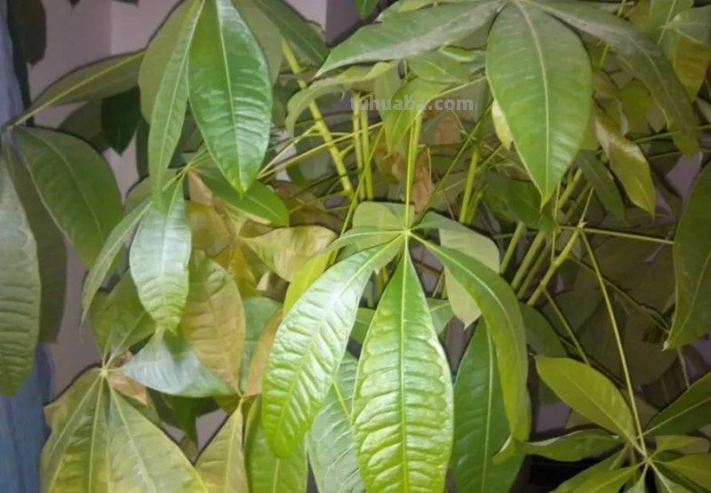 发财树养护大集锦，学会再也养不死了！