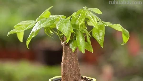 发财树养护大集锦，学会再也养不死了！