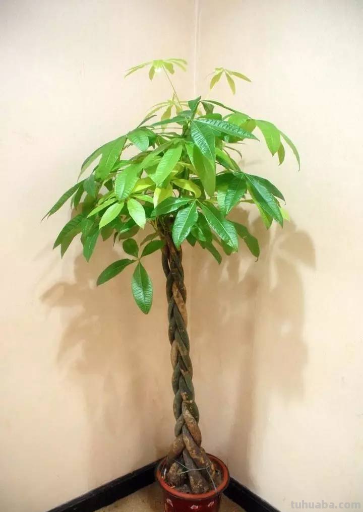 发财树养护大集锦，学会再也养不死了！