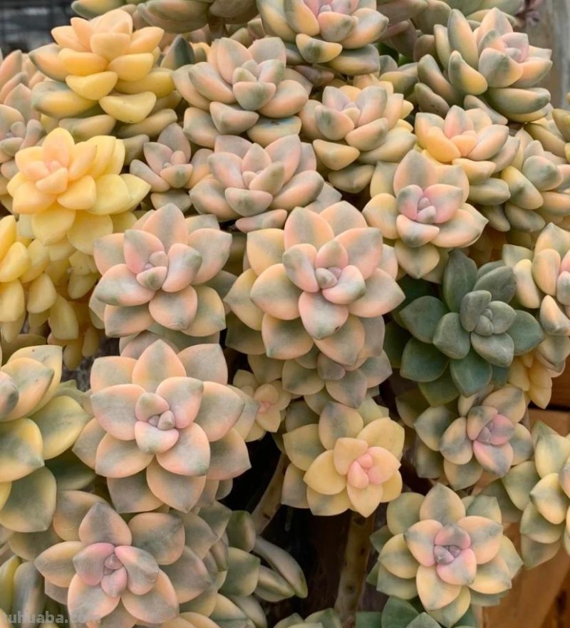 小白养多肉，6个品种闭眼入，经典老品种，皮实又好养！