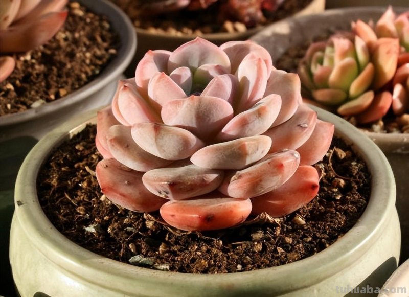 小白养多肉，6个品种闭眼入，经典老品种，皮实又好养！