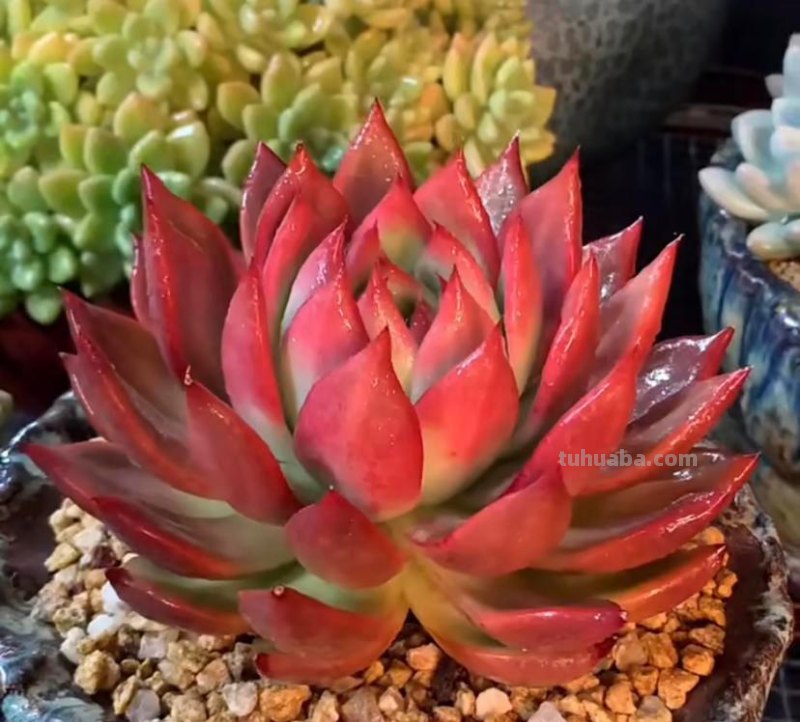 小白养多肉，6个品种闭眼入，经典老品种，皮实又好养！