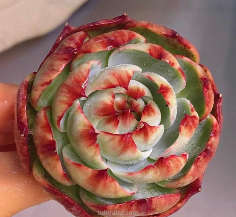 小白养多肉，6个品种闭眼入，经典老品种，皮实又好养！