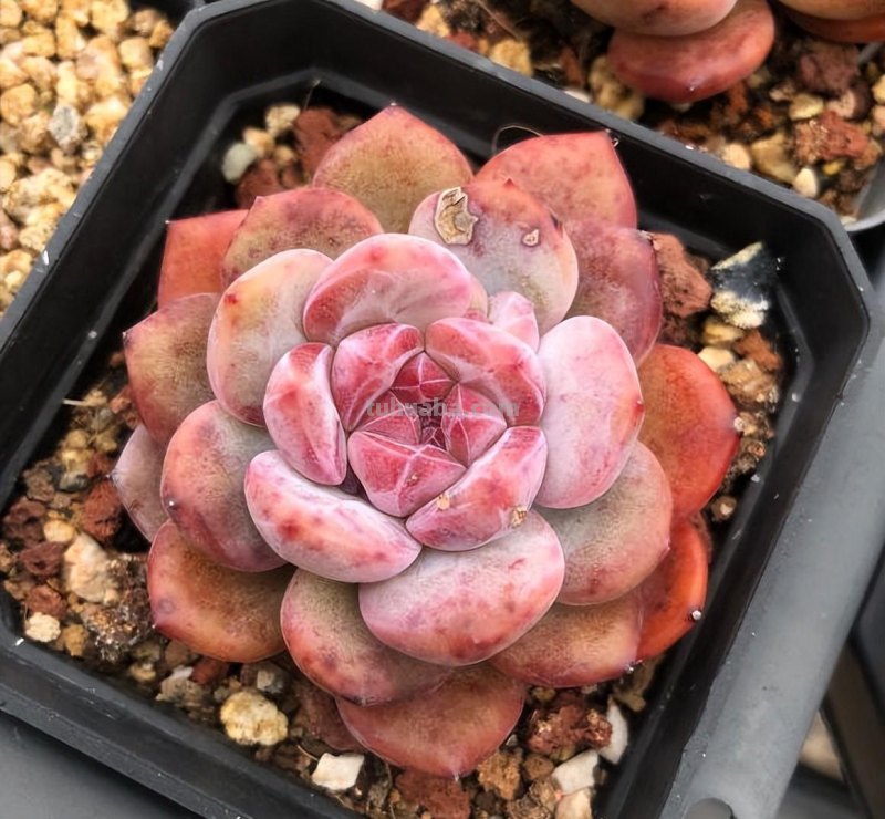 小白养多肉，6个品种闭眼入，经典老品种，皮实又好养！