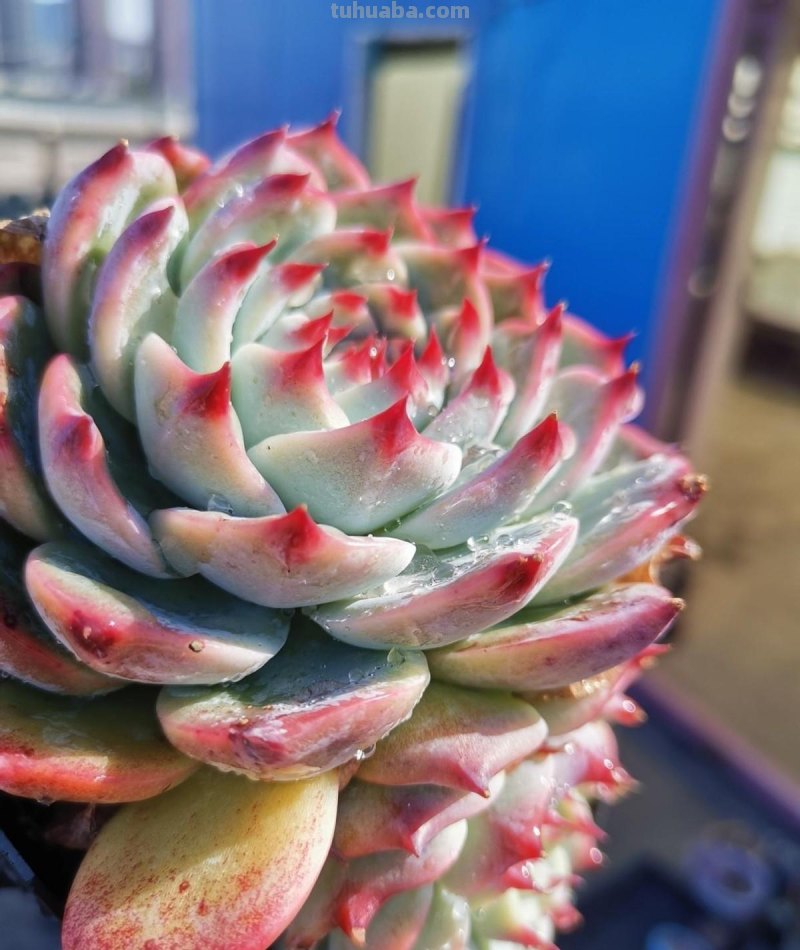 小白养多肉，6个品种闭眼入，经典老品种，皮实又好养！