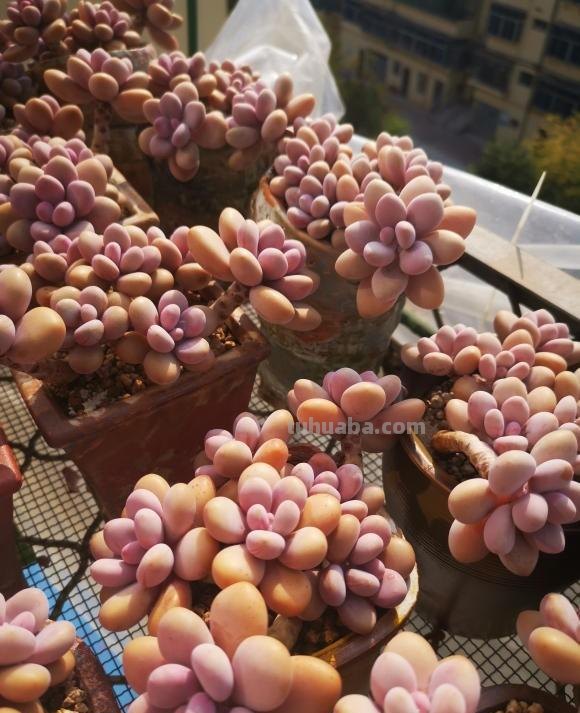 小白养多肉，6个品种闭眼入，经典老品种，皮实又好养！