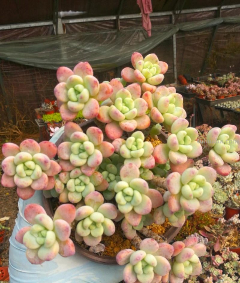 小白养多肉，6个品种闭眼入，经典老品种，皮实又好养！