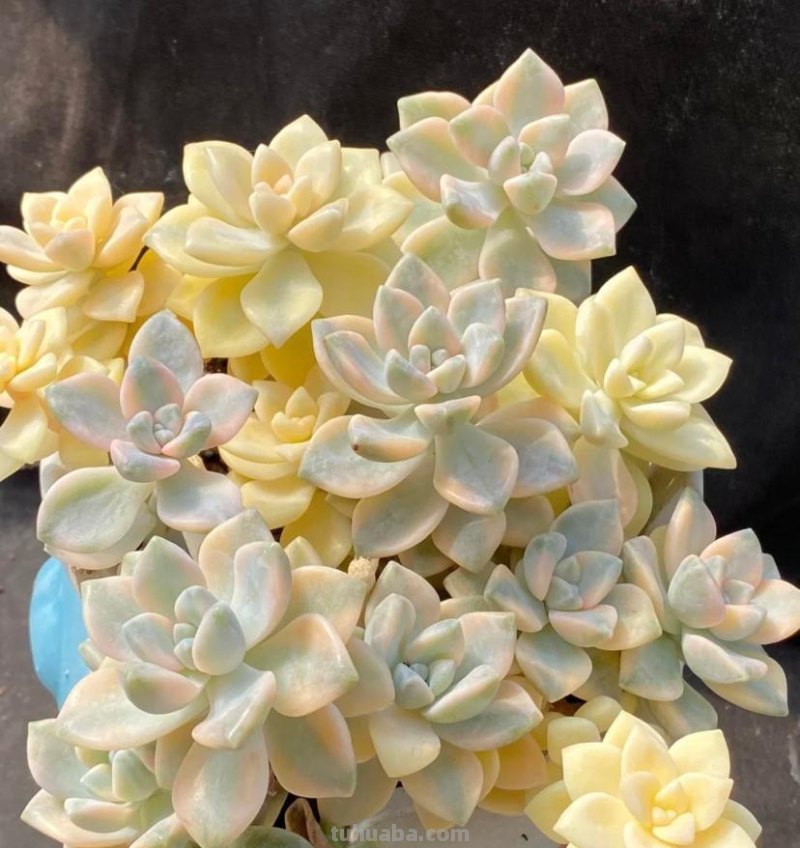 小白养多肉，6个品种闭眼入，经典老品种，皮实又好养！