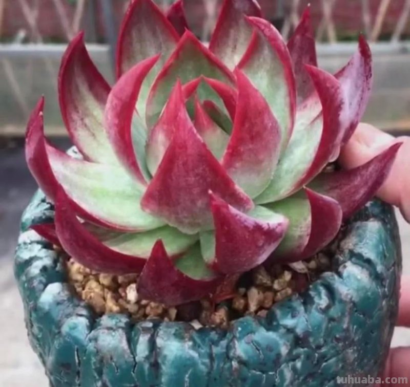 小白养多肉，6个品种闭眼入，经典老品种，皮实又好养！