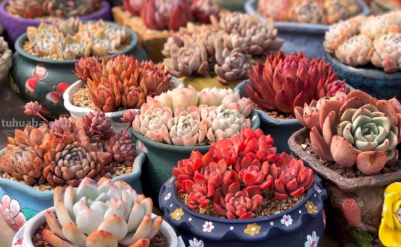 哪些多肉容易爆盆？我随便就能给你找出10来种，而且新老品种全有