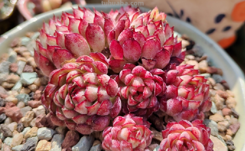 哪些多肉容易爆盆？我随便就能给你找出10来种，而且新老品种全有