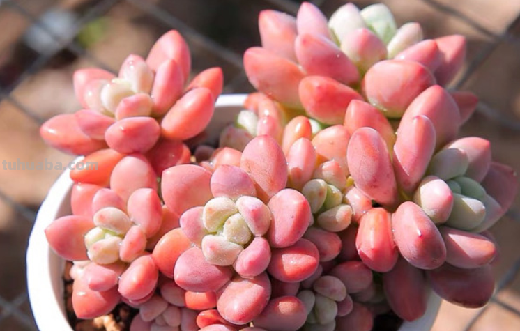 哪些多肉容易爆盆？我随便就能给你找出10来种，而且新老品种全有