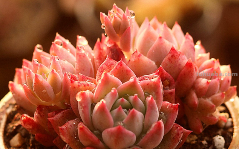 哪些多肉容易爆盆？我随便就能给你找出10来种，而且新老品种全有