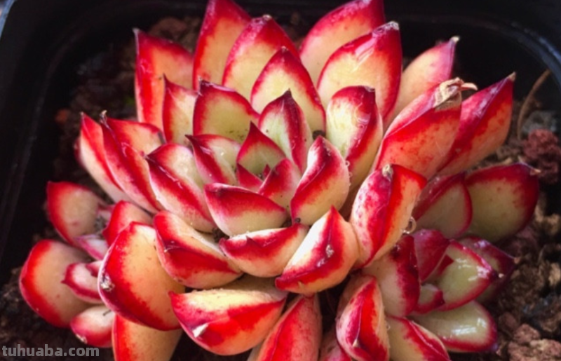 哪些多肉容易爆盆？我随便就能给你找出10来种，而且新老品种全有