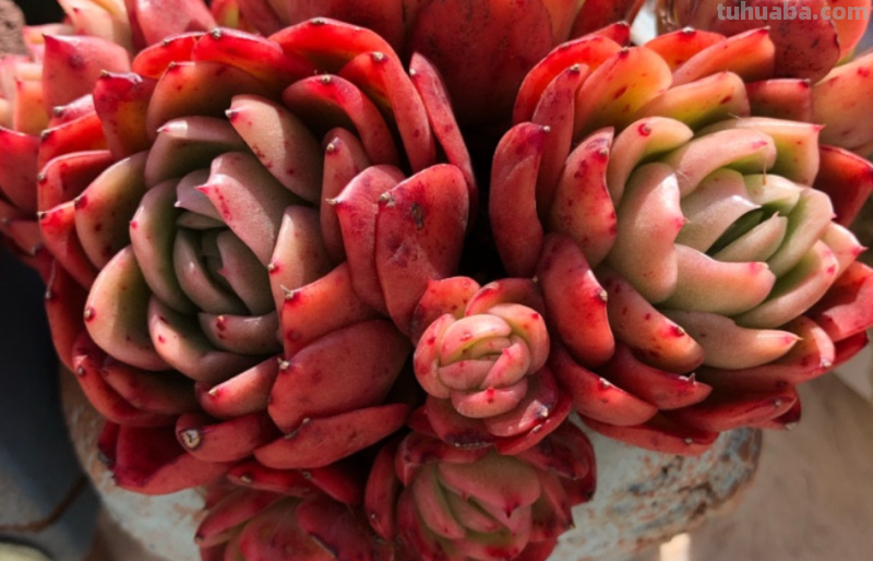 哪些多肉容易爆盆？我随便就能给你找出10来种，而且新老品种全有